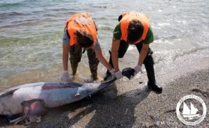 Ελλάδα: Άγνωστοι έκοψαν με μαχαίρι τα πτερύγια δελφινιών