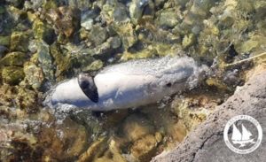 Ελλάδα: Άγνωστοι έκοψαν με μαχαίρι τα πτερύγια δελφινιών