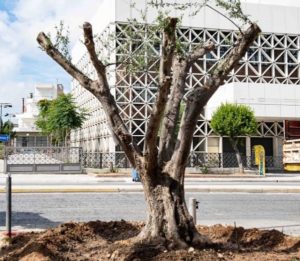 Αθήνα : Πάνω από 30 ελιές ηλικίας 40-60 ετών αλλά και αιωνόβιες δωρεά της ΕΡΓΟΣΕ