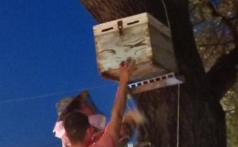 Βριλήσσια: Πολιτική προστασία - Περισυλλογή και διάσωση μελισσών που είχαν φτιάξει φωλιά σε κεντρικό δέντρο της πόλης