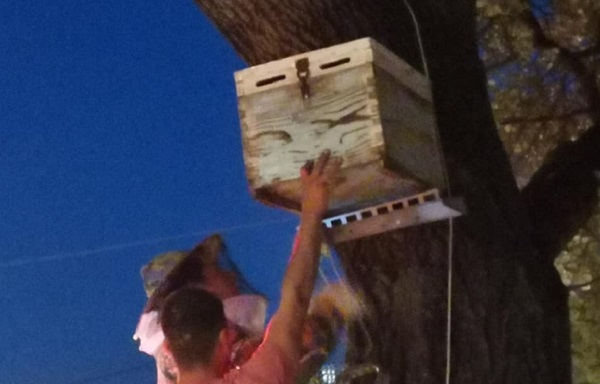 Βριλήσσια: Πολιτική προστασία – Περισυλλογή και διάσωση μελισσών που είχαν  φτιάξει φωλιά σε κεντρικό δέντρο της πόλης