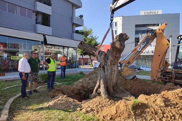 Ηράκλειο Αττικής : Η ΕΡΓΟΣΕ και το Πράσινο Ταμείο  δώρισαν μια υπεραιωνόβια ελιά στο Δήμο