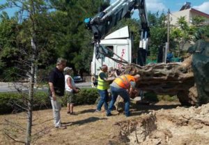 Λυκόβρυση Πεύκη: Φύτευση υπεραιωνόβιας ελιάς σε κοινόχρηστο χώρο πρασίνου στην είσοδο της πόλης δωρεά από την ΕΡΓΟΣΕ