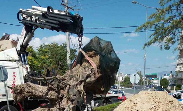 Λυκόβρυση Πεύκη: Φύτευση υπεραιωνόβιας ελιάς σε κοινόχρηστο χώρο πρασίνου στην είσοδο της πόλης δωρεά από την ΕΡΓΟΣΕ