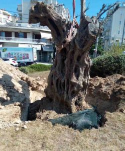 Λυκόβρυση Πεύκη: Φύτευση υπεραιωνόβιας ελιάς σε κοινόχρηστο χώρο πρασίνου στην είσοδο της πόλης δωρεά από την ΕΡΓΟΣΕ