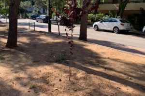 Λυκόβρυση Πεύκη: Συνεχίζονται οι αισθητικές  παρεμβάσεις  με φυτεύσεις δέντρων, φυτών και λουλουδιών σε όλο το Δήμο