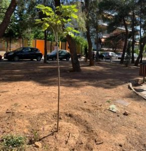 Λυκόβρυση Πεύκη: Συνεχίζονται οι αισθητικές  παρεμβάσεις  με φυτεύσεις δέντρων, φυτών και λουλουδιών σε όλο το Δήμο