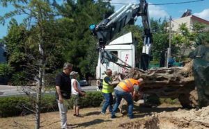 Λυκόβρυση Πεύκη:  Υπεραιωνόβιες ελιές φυτεύονται σε επιλεγμένα σημεία της πόλης δωρεά της ΕΡΓΟΣΕ