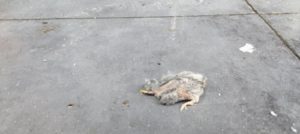 Σέρρες: Στο αυτόφωρο άντρας που θανάτωσε νεογέννητα χελωνάκια ξηλώνοντας τις φωλιές τους