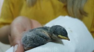 Σέρρες: Στο αυτόφωρο άντρας που θανάτωσε νεογέννητα χελωνάκια ξηλώνοντας τις φωλιές τους