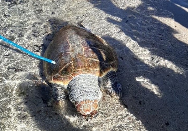 Σπάτα Αρτέμιδα : Στην παραλία της Αρτέμιδας βρέθηκε για πολλοστή φορά  νεκρή χελώνα