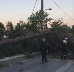 Πεντέλη : Πτώση μεγάλου Δέντρου στην Ελευθέριου Βενιζέλου στην Δ.Κ Πεντέλης