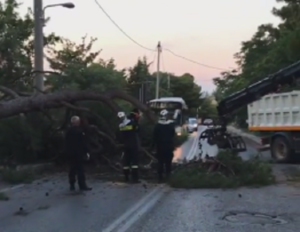 Πεντέλη : Πτώση μεγάλου Δέντρου στην Ελευθέριου Βενιζέλου στην Δ.Κ Πεντέλης