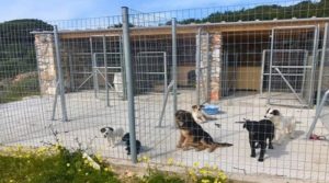 Αγία Παρασκευή:  Την αναγκαιότητα δημιουργίας καταφυγίου αδέσποτων ζώων ιδιοκτησίας τού Συνδέσμου (ΣΒΑΠ) ζητά ο Δήμαρχος από υπουργείο