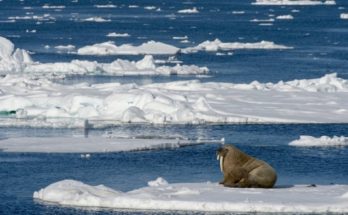 Ρωσική Αρκτική: Ασυνήθιστες θερμοκρασίες ρεκόρ 38 βαθμών στην Αρκτική
