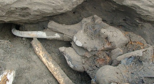 Περιβάλλον: Το λιώσιμο των πάγων φέρνει διαρκώς στο φως λείψανα προϊστορικών ζώων στη Σιβηρία βρέθηκε μαμούθ ηλικίας 10.000 ετών