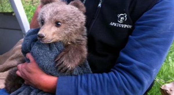 Μικρό αρκουδάκι εγκλωβίστηκε σε συρματοπλέγματα  αγροικίας στην Μεσοποταμίας Καστοριάς