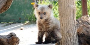 Μικρό αρκουδάκι εγκλωβίστηκε σε συρματοπλέγματα  αγροικίας στην Μεσοποταμίας Καστοριάς