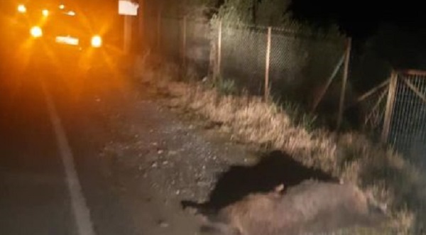 Βόλος: Αυτοκίνητο τράκαρε με αγριογούρουνο στην εθνική