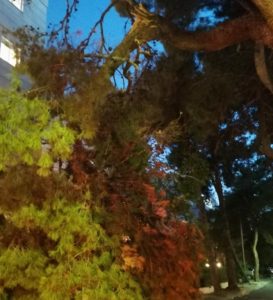 Βριλήσσια : Στην οδό Μαραθώνος έσπασε κλάρα από μεγάλο πεύκο και έκλεισε τον δρόμο