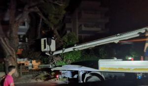 Βριλήσσια: Χθες το βράδυ η  πολιτική προστασία απομάκρυνε κλάρα από ένα τεράστιο  πεύκο
