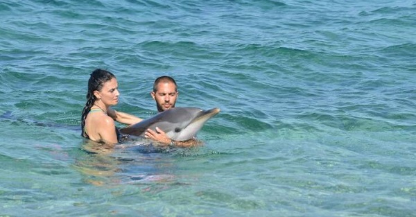 Έχασε τον προσανατολισμό του μικρό δελφίνι στην Αλόννησο