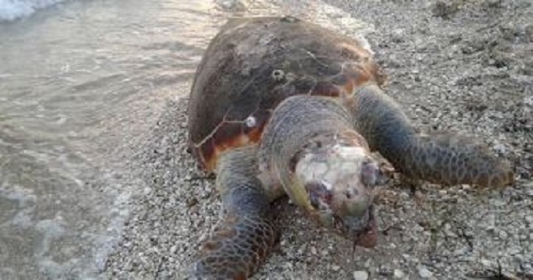 Περιβάλλον : Στην Παραλία του Μεγάλου Καβουριού εντοπίστηκε νεκρή θαλάσσια χελώνα