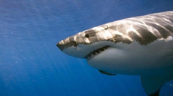 Αμερική : Δέχτηκε επίθεση από καρχαρία ενώ  έκανε σέρφ -  Την έσωσε ο σύζυγος της