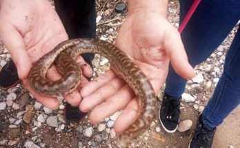 Ωροπός : Μαζί με τον τεράστιο όγκο φερτών υλικών από την πλημμυρισμένη Εύβοια ξεβράστηκαν στην παραλία και εκατοντάδες φίδια, σαύρες και  χελώνες