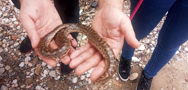 Ωρωπός : Μαζί με τον τεράστιο όγκο φερτών υλικών από την πλημμυρισμένη Εύβοια ξεβράστηκαν στην παραλία και εκατοντάδες φίδια, σαύρες και  χελώνες