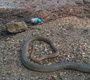 Ωροπός : Μαζί με τον τεράστιο όγκο φερτών υλικών από την πλημμυρισμένη Εύβοια ξεβράστηκαν στην παραλία και εκατοντάδες φίδια, σαύρες και  χελώνες