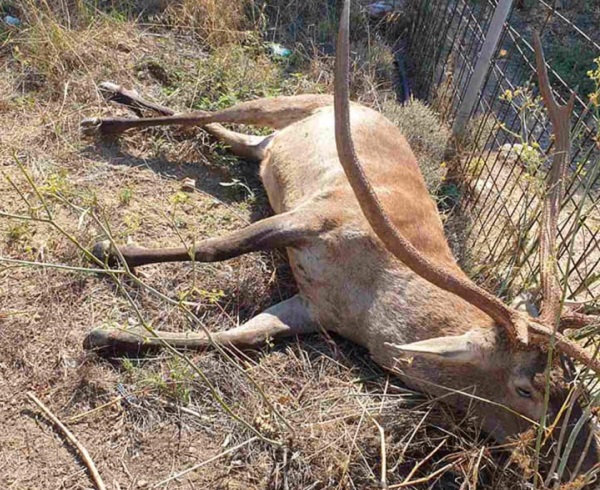 Άγνωστοι σκότωσαν ελάφι στην περιοχή της Πάρνηθας
