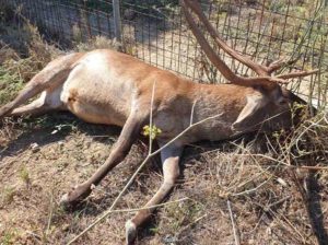 Άγνωστοι σκότωσαν ελάφι στην περιοχή της Πάρνηθας