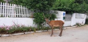 Άγνωστοι σκότωσαν ελάφι στην περιοχή της Πάρνηθας