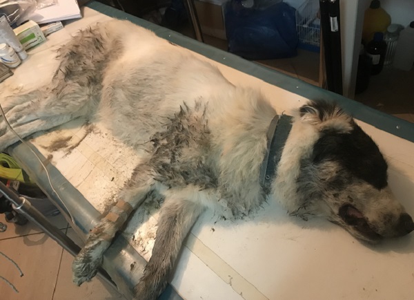 Άγνωστοι  έριξαν φόλες στους σκύλους του Αρκτούρου