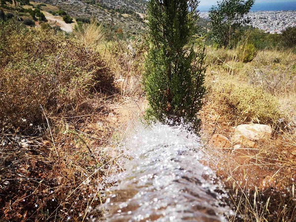 ΣΠΑΥ : Συνεχίζονται τα ποτίσματα σε όλες τις αναδασώσεις του Υμηττού