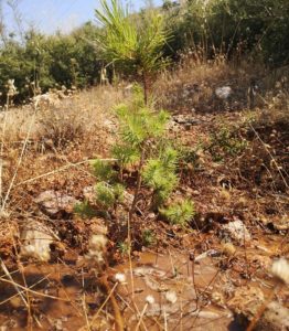 ΣΠΑΥ : Συνεχίζονται τα ποτίσματα σε όλες τις αναδασώσεις του Υμηττού