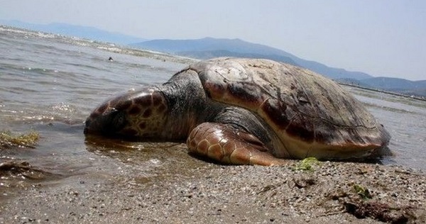 Γλυφάδα: Το μεσημέρι στις 6/8  βρέθηκε μία χελώνα νεκρή στην παραλία