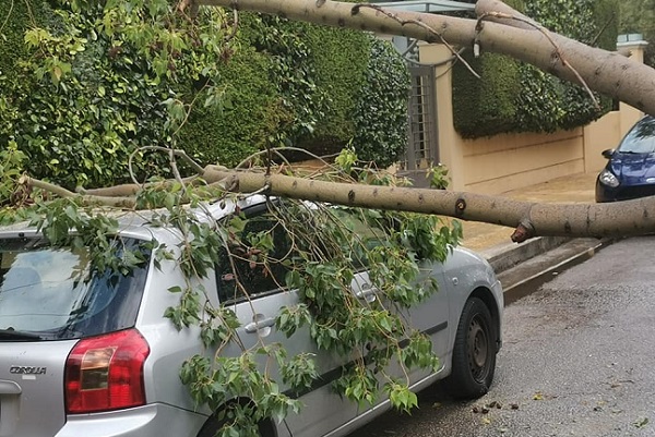 Βριλήσσια : Πτώση δέντρου στην οδό Κονίτσης και Πίνδου – Υλικές ζημίες σε σταθμευμένο αυτοκίνητο  