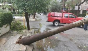 Βριλήσσια : Πτώση δέντρου στην οδό Κονίτσης και Πίνδου - Υλικές ζημίες σε σταθμευμένο αυτοκίνητο  