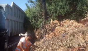 Διόνυσος: Μαζική αποκομιδή κηπαίων με αρπάγες, εκσκαφείς JCB και φορτηγά