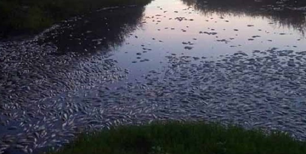 Περιβάλλον : Μεγάλος αριθμός νεκρών ψαριών σε  λίμνες και ποτάμια στην βόρεια Ελλάδα