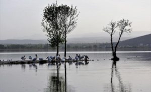 Περιβάλλον : Άλλος ένας κύκνος νεκρός στην λίμνη Ορεστιάδα της Καστοριάς καταπίνοντας τα αγκίστρια κάποιου ασυνείδητου ψαρά
