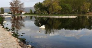 Περιβάλλον : Άλλος ένας κύκνος νεκρός στην λίμνη Ορεστιάδα της Καστοριάς καταπίνοντας τα αγκίστρια κάποιου ασυνείδητου ψαρά