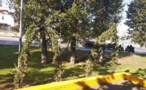 Νέας Ιωνία: Δήλωση της Δημάρχου Νέας Ιωνίας Δέσποινας Θωμαΐδου για τα δέντρα στο μνημείο του Μπλόκου της Καλογρέζας