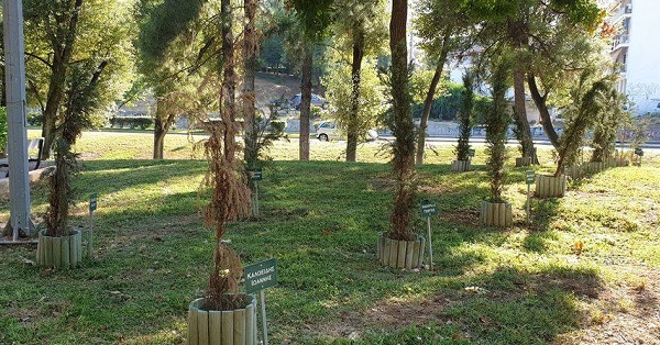 Νέας Ιωνία: Δήλωση της Δημάρχου Νέας Ιωνίας Δέσποινας Θωμαΐδου για τα δέντρα στο μνημείο του Μπλόκου της Καλογρέζας