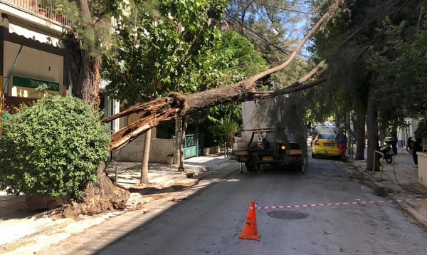 Νέα Φιλαδέλφεια Νέα Χαλκηδόνα : Πτώση μεγάλου πεύκου σε καλώδια της ΔΕΗ