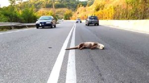 Καστοριά: Βρέθηκε στον παραλίμνιο δρόμο νεκρή βίδρα