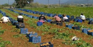 Ελλάδα: Ο Αγρότης στυλοβάτης της Ελληνικής οικονομίας  