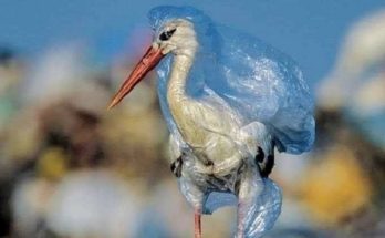 Περιβάλλον: Όχι στις πλαστικές σακούλες
